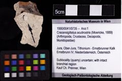 Foto (Objket + Etiketten) von Cracensigillatus acutirostris (Moericke, 1889) 